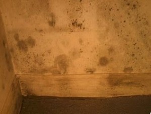 mouldy wall.  300x227  Water Damage Investigation and Moisture Mapping